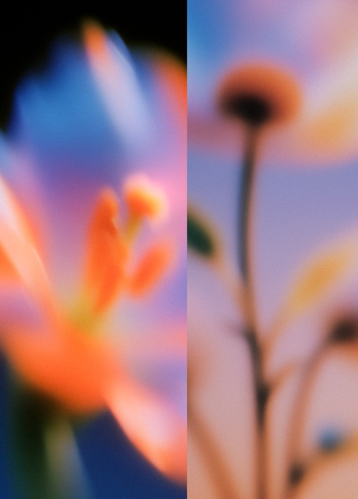 Flower_studies