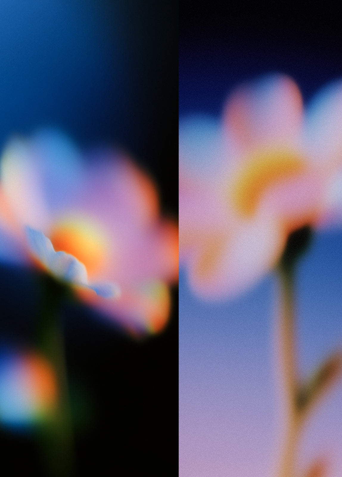 Flower_studies
